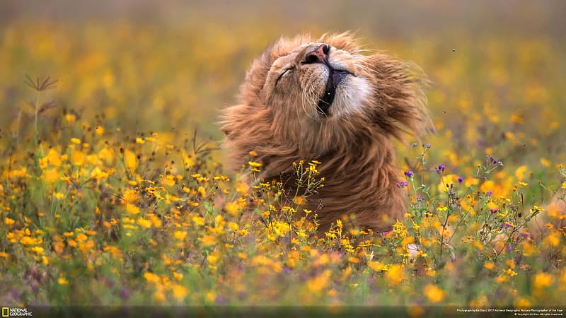 Lion In Flowers, animal, feline, cat, lion, HD wallpaper