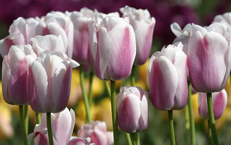 BLUSHING TULIPS, purple, flowers, gardens, fields, lavender, tulips, blooms, HD wallpaper