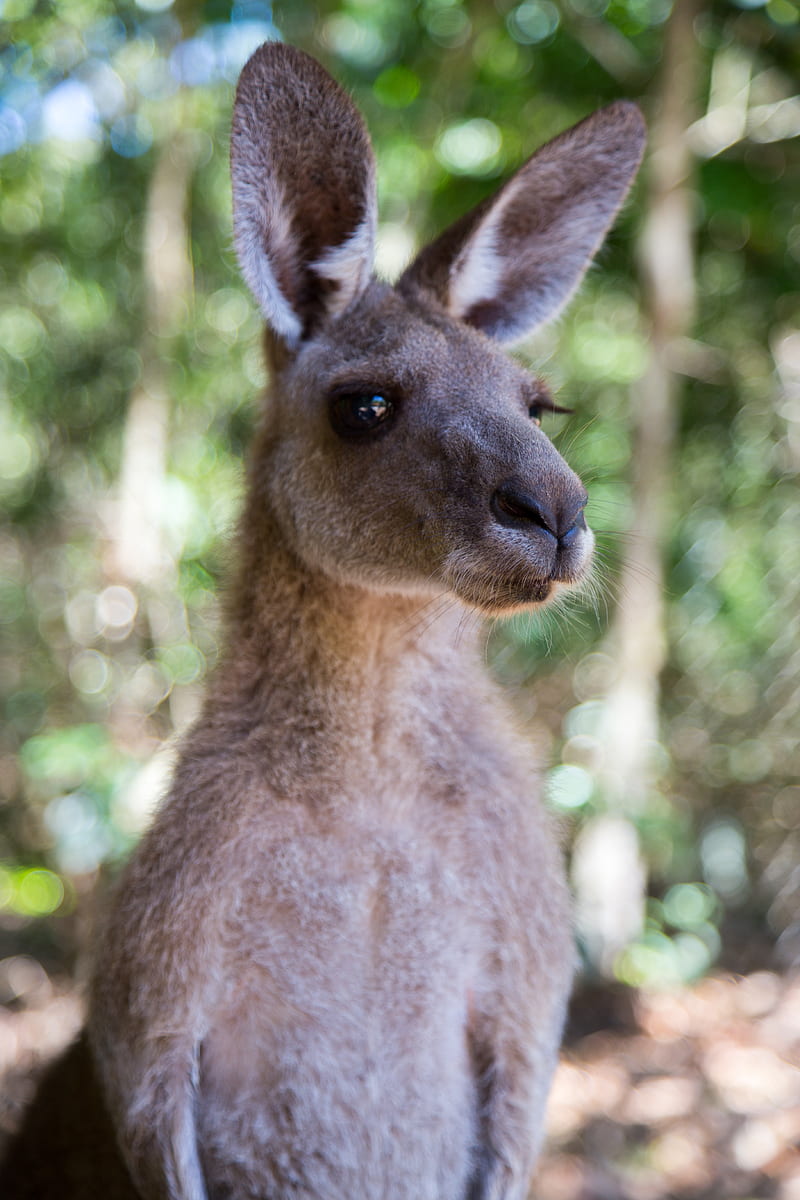 kangaroo, ears, blur, wildlife, HD phone wallpaper