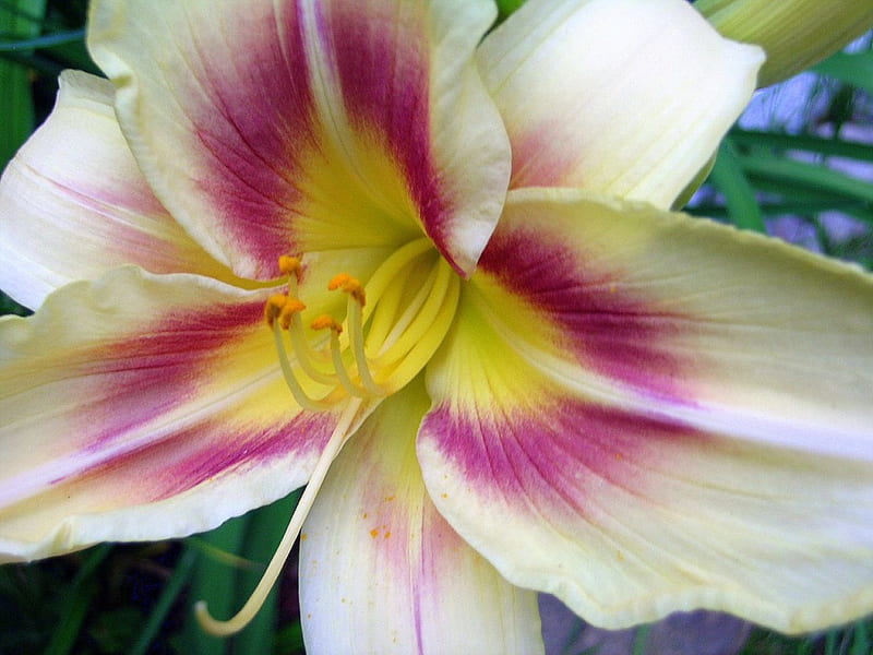 Daylily 'Arkansas', close-ups, flowers, gardens, blooms, daylily, HD wallpaper