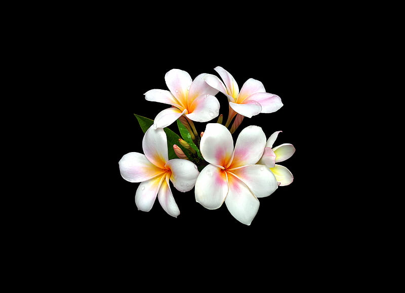 Plumeria-Flower s, HD wallpaper | Peakpx