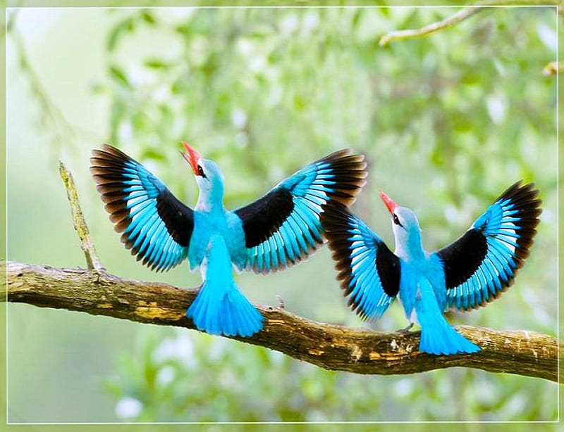 Kingfisher pair, tree, orange beaks, wings spread, birds, branch, black and blue, kingfishers, pair, HD wallpaper
