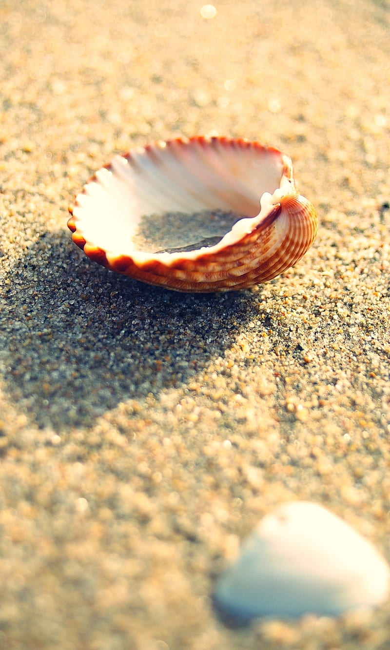 shell, nature, sand, sea, HD phone wallpaper