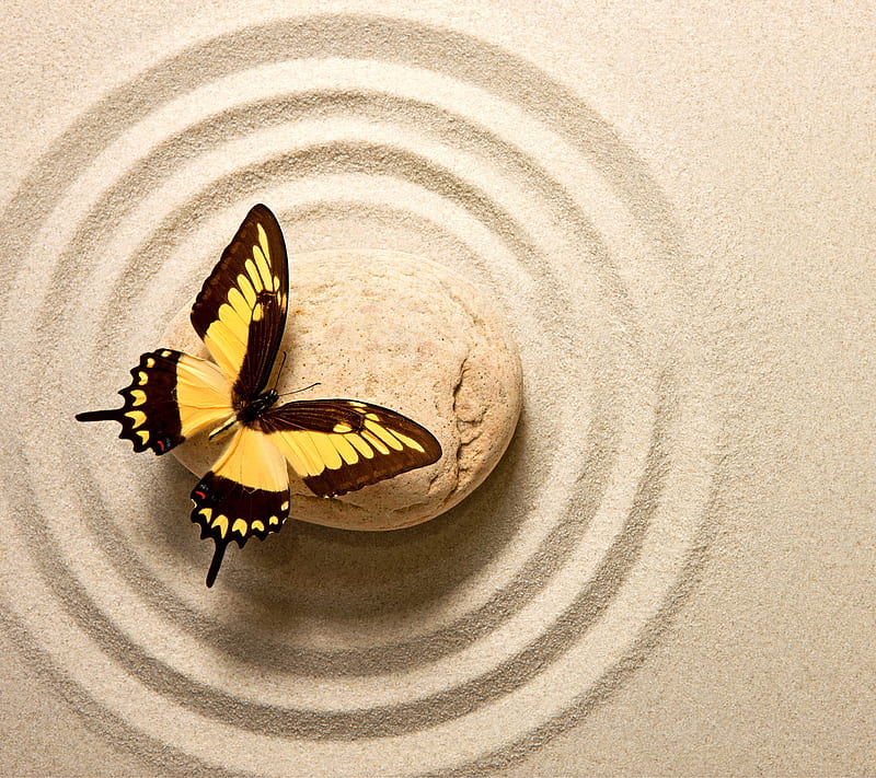 Zen, butterfly, sand, stone, HD wallpaper
