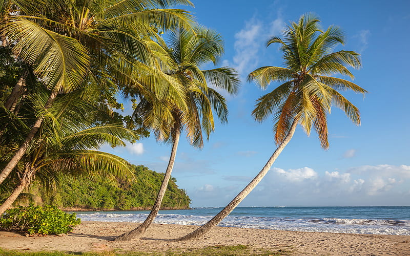 La Sagesse Beach, Caribbean Sea, coast, beach, palm trees, summer, tropical island, summer travel, Grenada, HD wallpaper