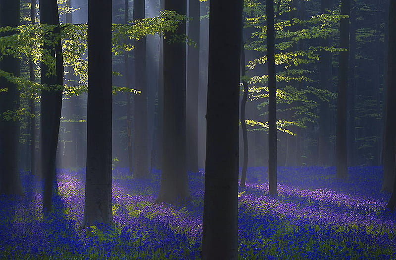 Lavender dawn, forest, tree, purple, green, rays, sunrise, lavender, HD wallpaper