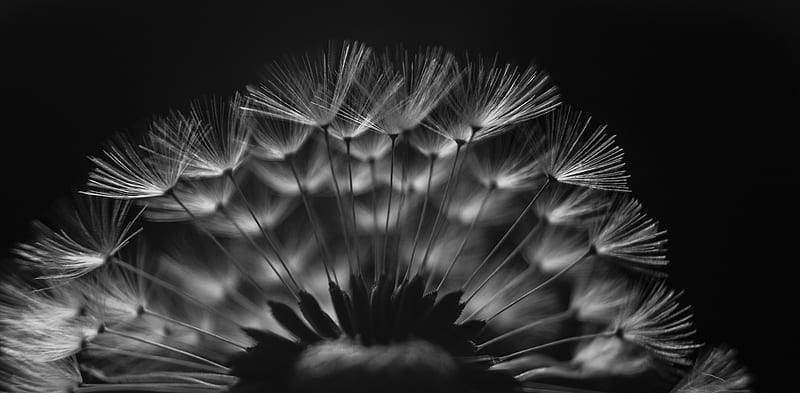 dandelion, fluff, macro, black and white, HD wallpaper