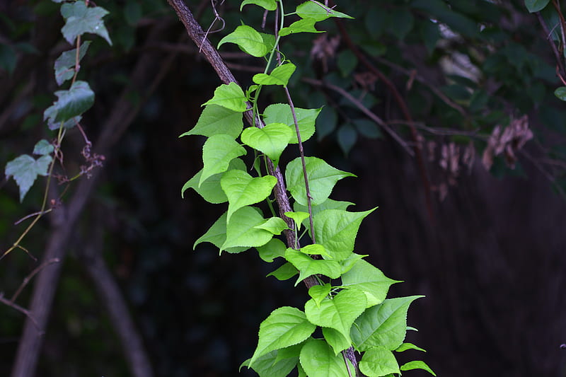 branch, liana, leaves, macro, green, HD wallpaper