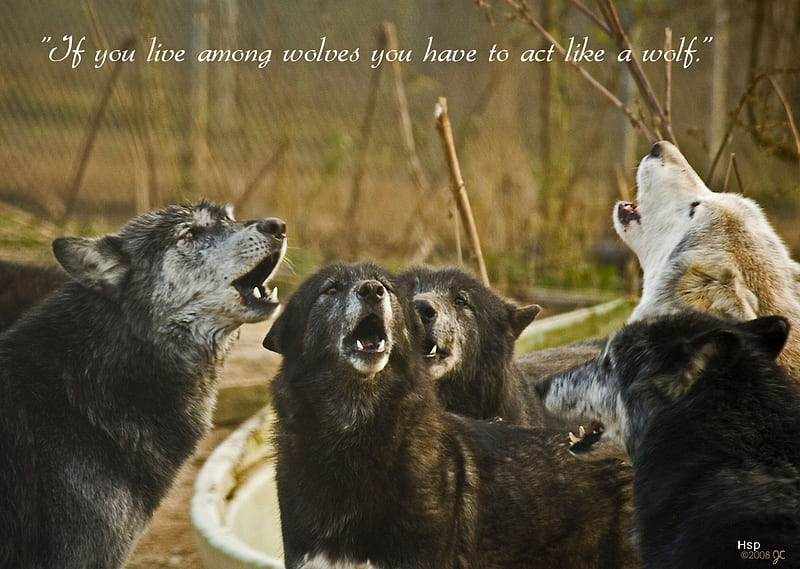 live-among-wolves-live-among-act-wolf-wolves-like-hd-wallpaper