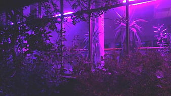 Midnight Purple Aesthetic Room Lights Purple Aesthetic, HD wallpaper