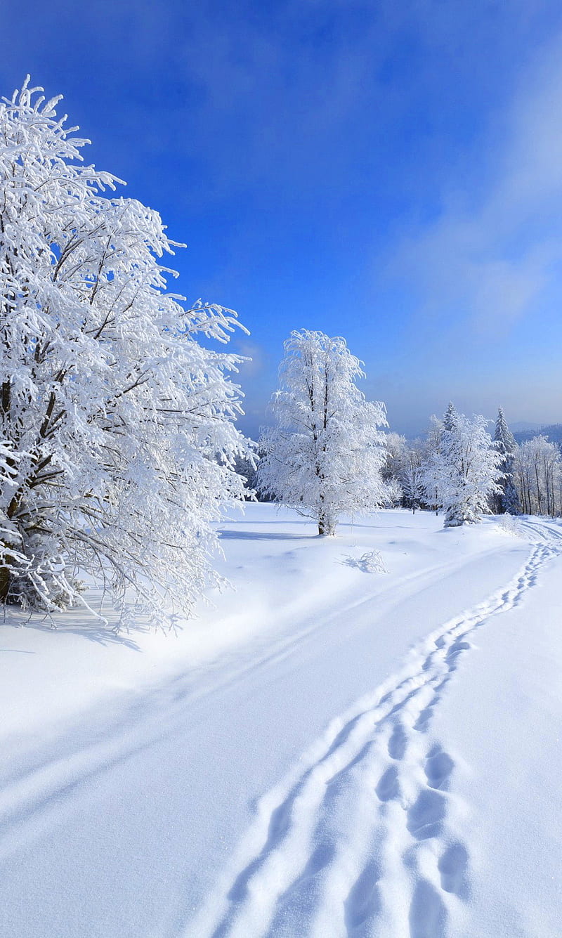 Winter Landscape, blue nature, sky, snow, trees, white, HD phone wallpaper