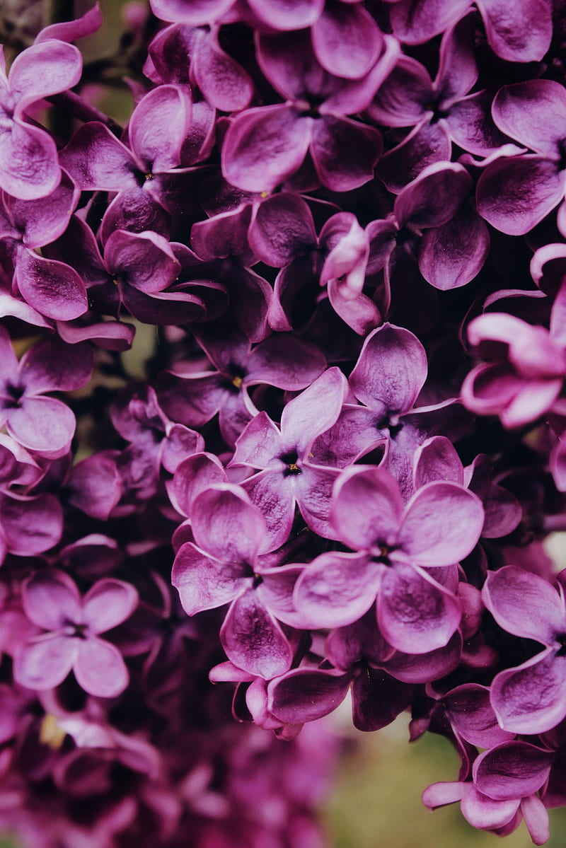lilac, flowers, bloom, macro, HD phone wallpaper