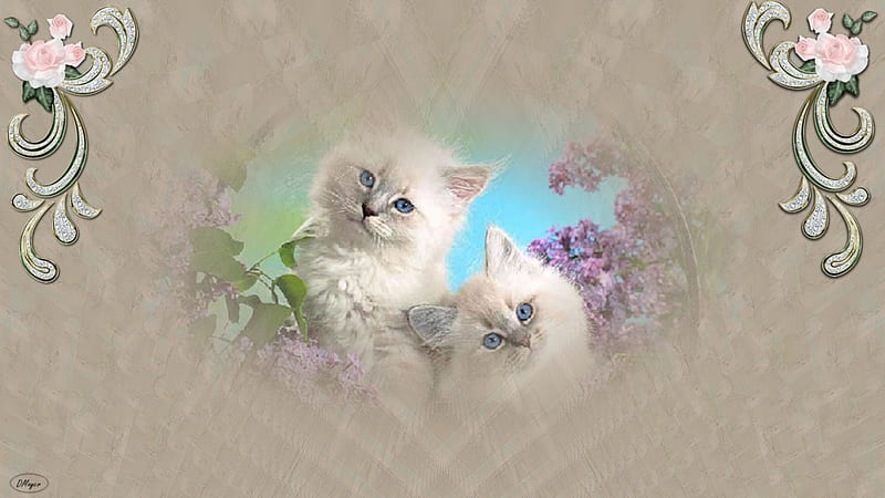 Blue Eyes Blossoms, pretty, kittens, cute, purple, blossoms, flowers, white, eyes, pink, cats, blue, HD wallpaper