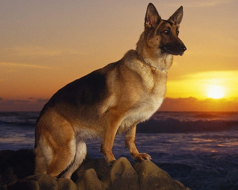 Dog, animal, ocean, sea, sunset, wolf, HD wallpaper