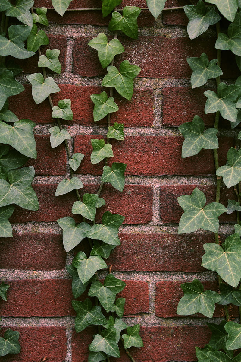 ivy, plant, wall, brick, HD phone wallpaper