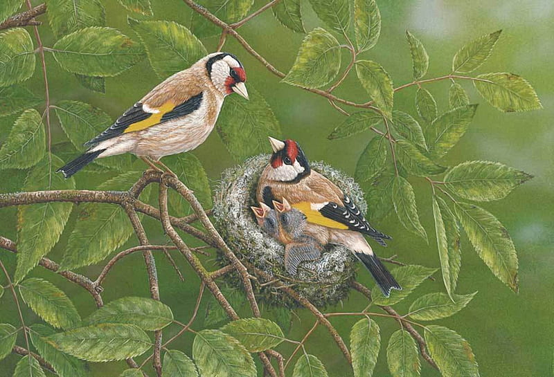 Finches at Nest, family, birds, finch, paint, HD wallpaper
