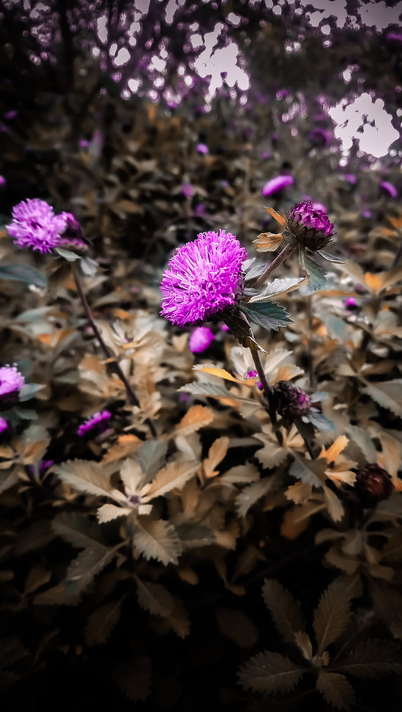 Nature, best, dark, fade, heart, light, lightroom, love, picsart ...