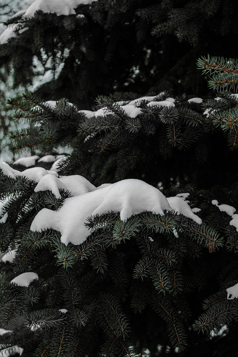spruce, branches, snow, winter, HD phone wallpaper