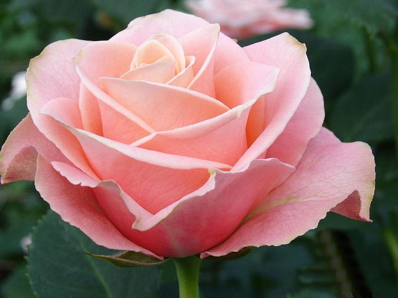 Rosa-rosa, grande, rosa, flor, flores, naturaleza, bonito, rosas, rosa,  Fondo de pantalla HD | Peakpx