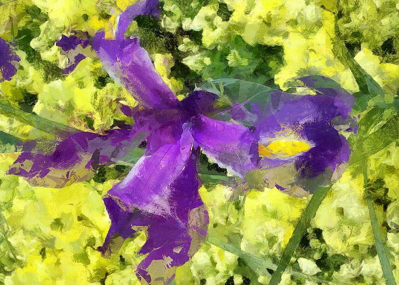 Purple Iris, gardening, DAP editor, colourful, yellow, gorgeous flowers, graphy, bright colours, purple, love, painting editor, flower, nature, HD wallpaper