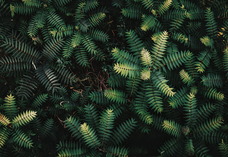 bushes, branches, leaves, green, HD wallpaper