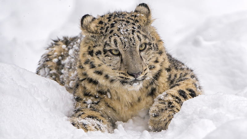 Snow Leopard, paw, leopard, nature, Snow, HD wallpaper | Peakpx