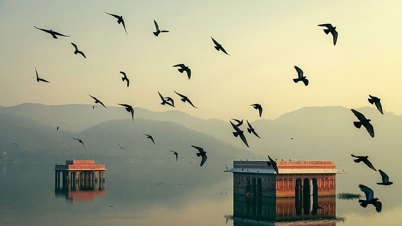 birds over buildings in a flooded lake in jaipur, haze, buildings, birds, flood, lake, HD wallpaper
