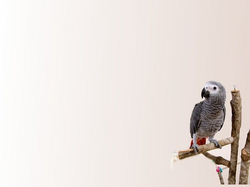 african grey parrot by Kerem Kupeli, parakeet, parrot, budgie, HD wallpaper