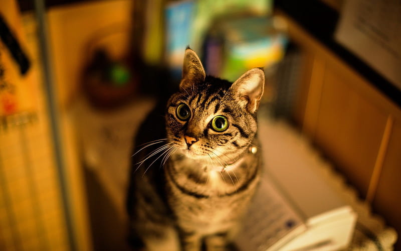Cat eyes blurring striped-Animal, HD wallpaper
