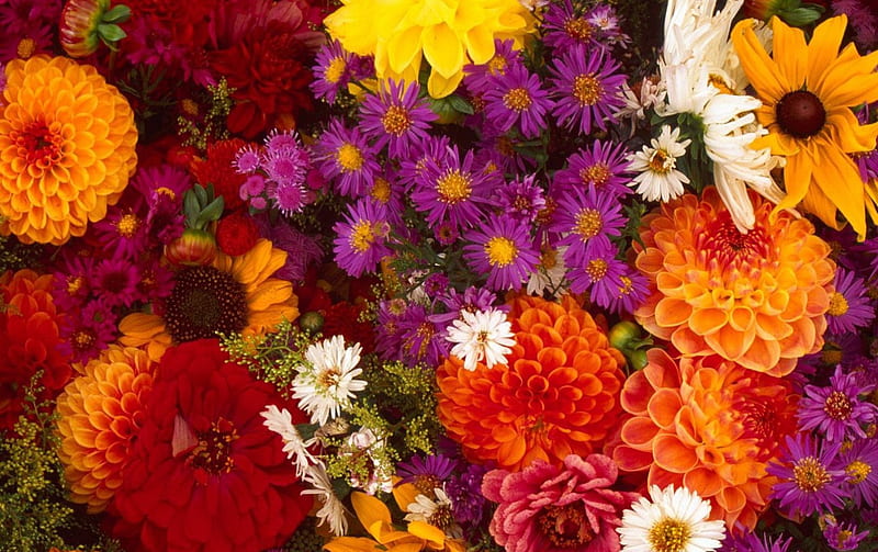 Flowers, red, purple, colourful, orange, dahlias, flower, dahlia, HD wallpaper