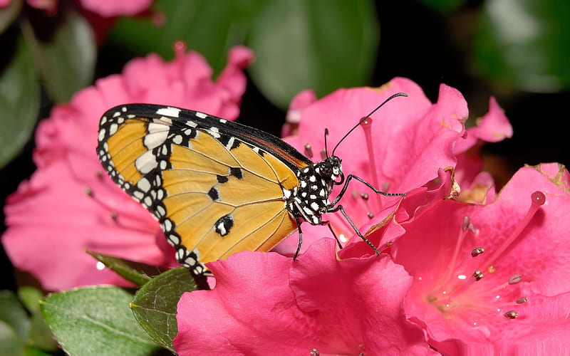 butterfly on pink flower-the beautiful butterfly, HD wallpaper