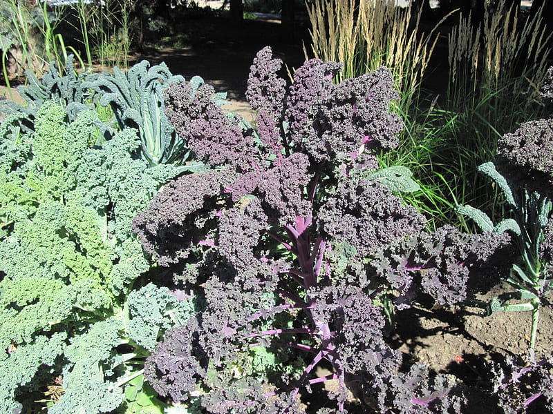 A shiny day at Edmonton garden 33, graphy, purple, green, brown, garden ...