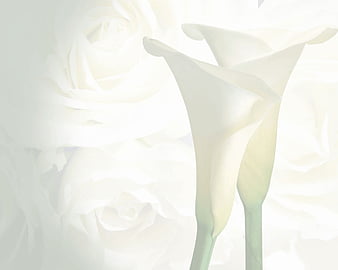 Wedding-Background background, white, wedding, other, HD wallpaper | Peakpx