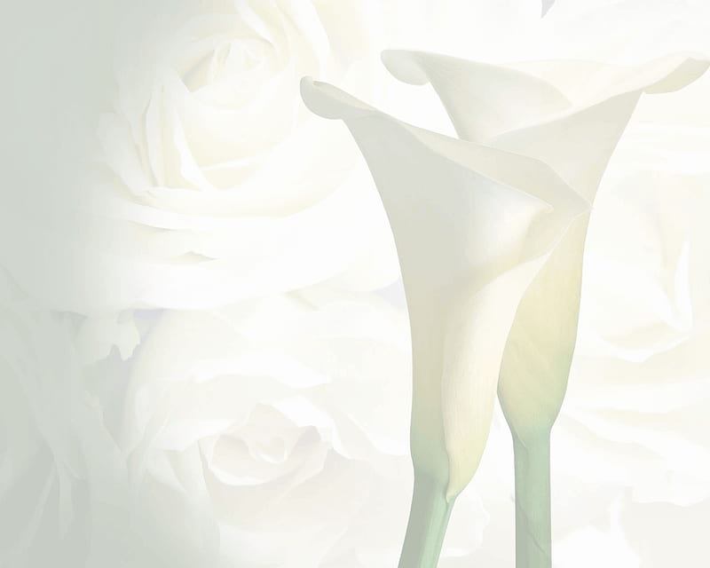 Wedding-Background background, white, wedding, other, HD wallpaper