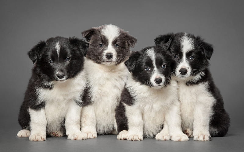 Border Collie, dogs, pets, puppies, Border Collie Dog, HD wallpaper