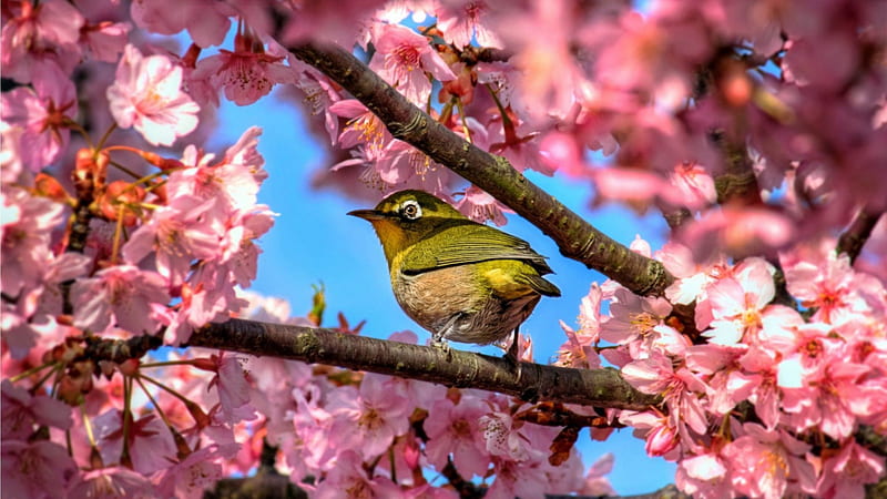 Bird in Cherry Blossom Tree, birds, graphy, abstract, cherry blossoms, HD wallpaper