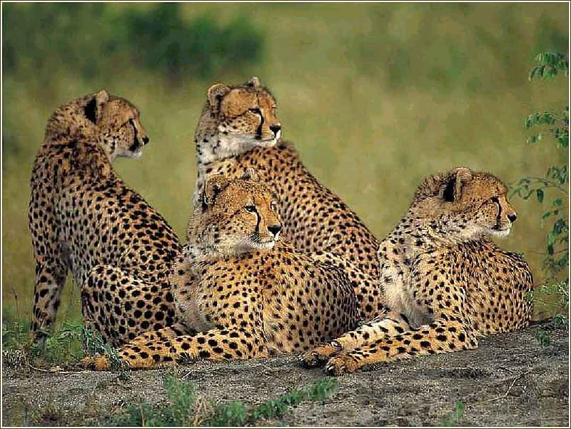 Cheetah's, pay attention, great plains, cheetah, 4, HD wallpaper