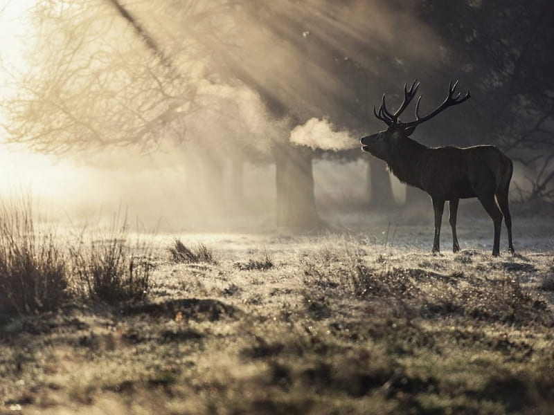 Deer in the Winter, forest, rime, sunlight, trees, winter, frost, deer, HD wallpaper