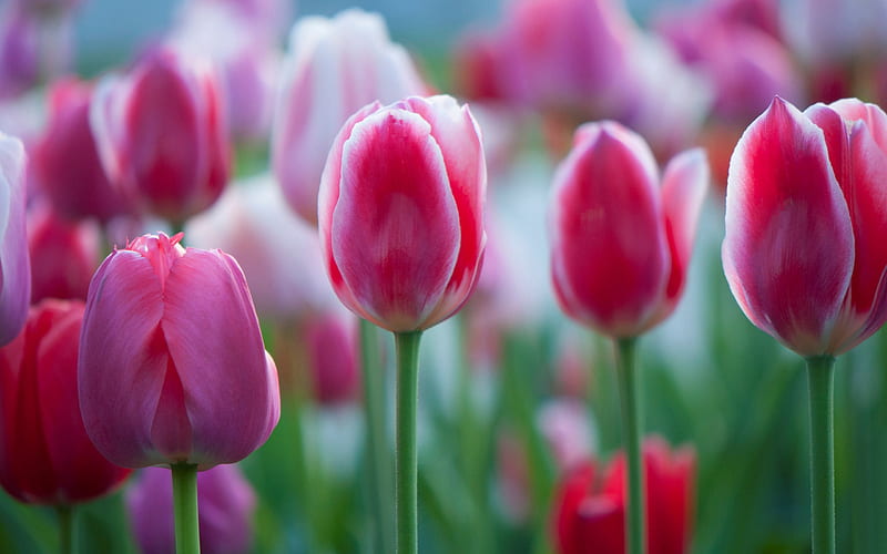 pink white tulips, wildflowers, spring, tulips, HD wallpaper