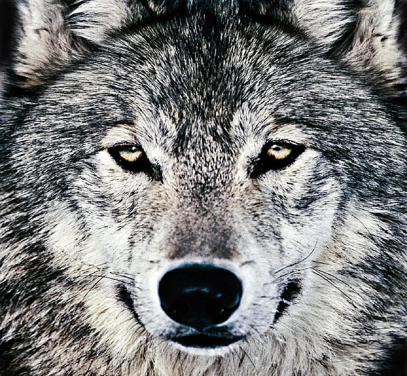 wolf, lobo, male, canis lupus, wildlife, alpha, HD wallpaper