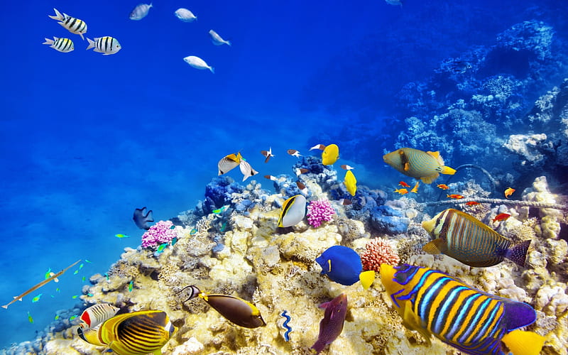 ocean, underwater world, fish, coral reef, beautiful fish, HD wallpaper