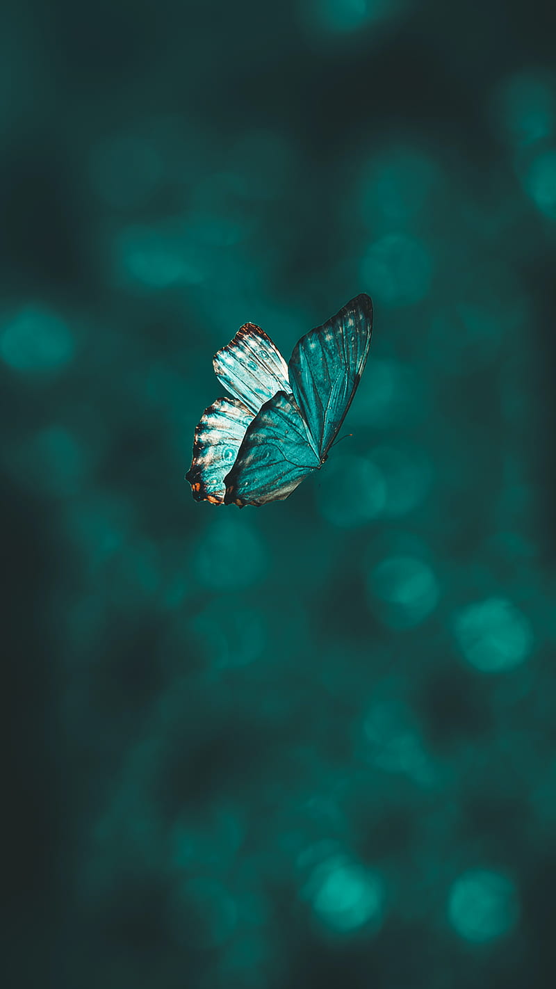 Butterfly, wings, pattern, macro, focus, HD phone wallpaper | Peakpx