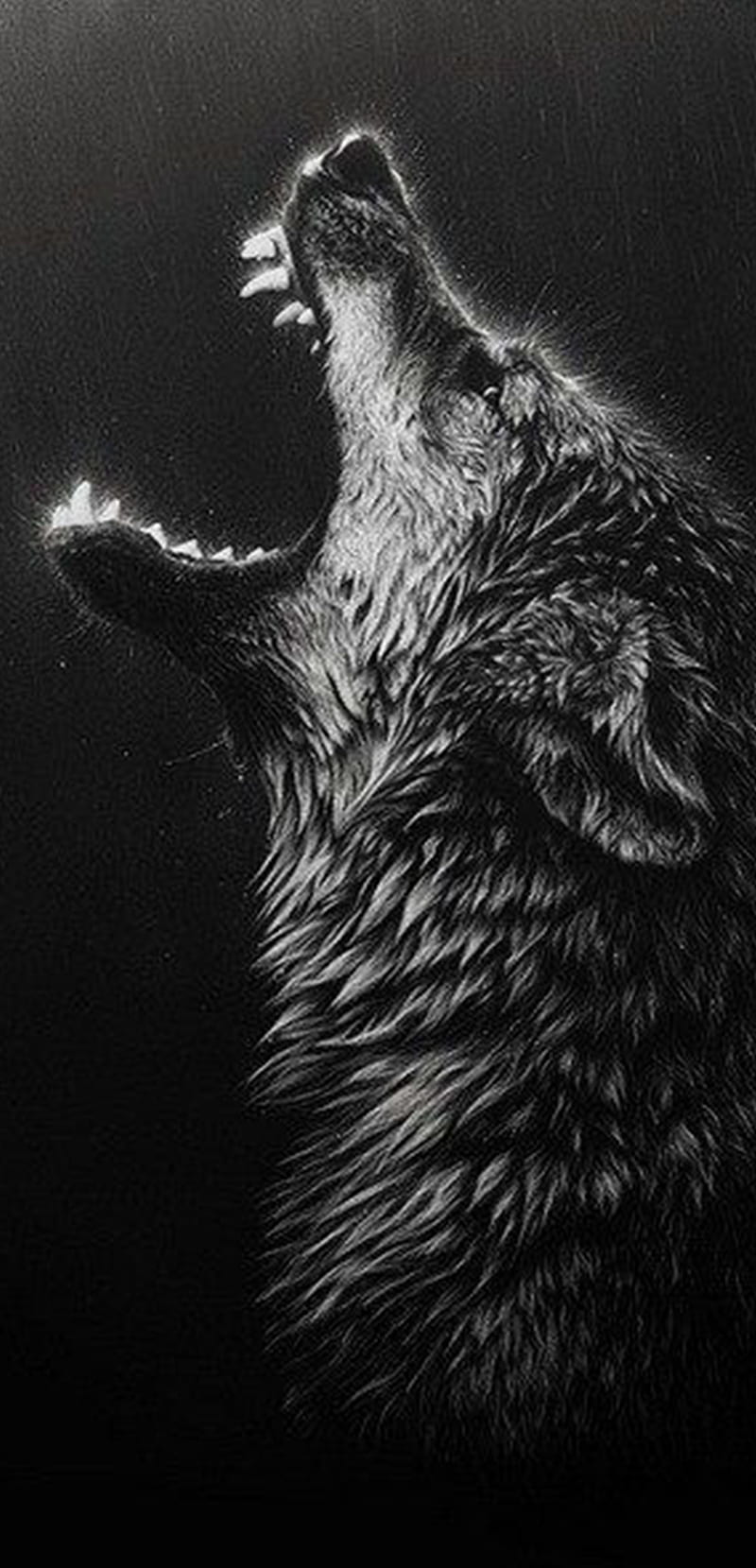 wolf, kurt, animal, HD phone wallpaper
