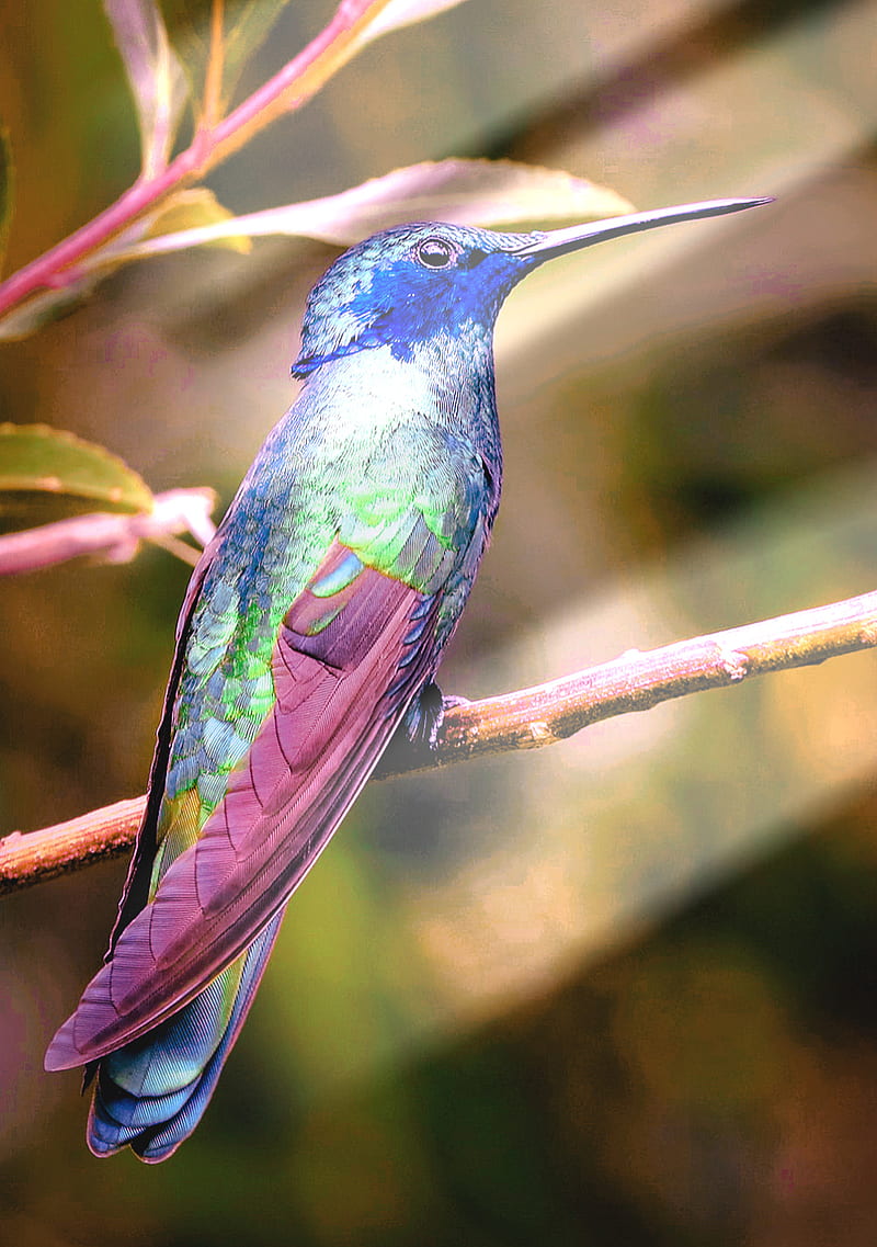 Colibrí, pájaros, colores, Fondo de pantalla de teléfono HD | Peakpx