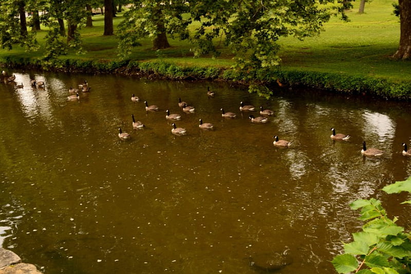 Ducks In A Pond, pond, geese, ducks, canadian geese, HD wallpaper