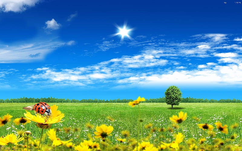Summer Fields, flowers, sun, ladybug, sky, blossoms, HD wallpaper