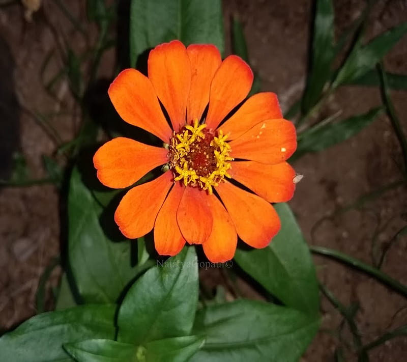 zinnia, flower, orange, HD wallpaper