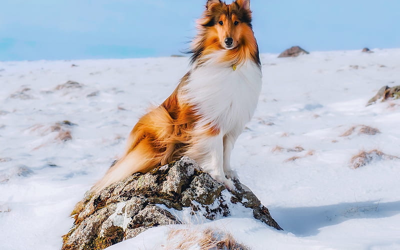 big dog, collie, winter, snow, pets, brown collie, HD wallpaper