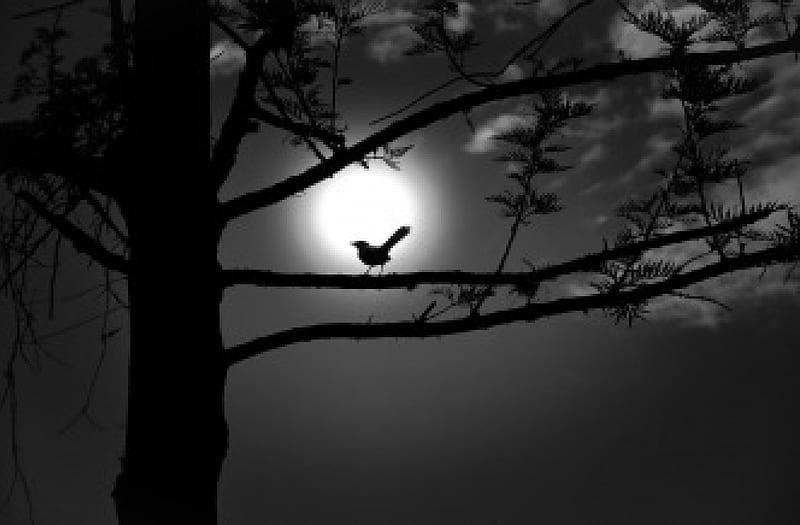 Full Moon, tree, moon, bird, night, HD wallpaper