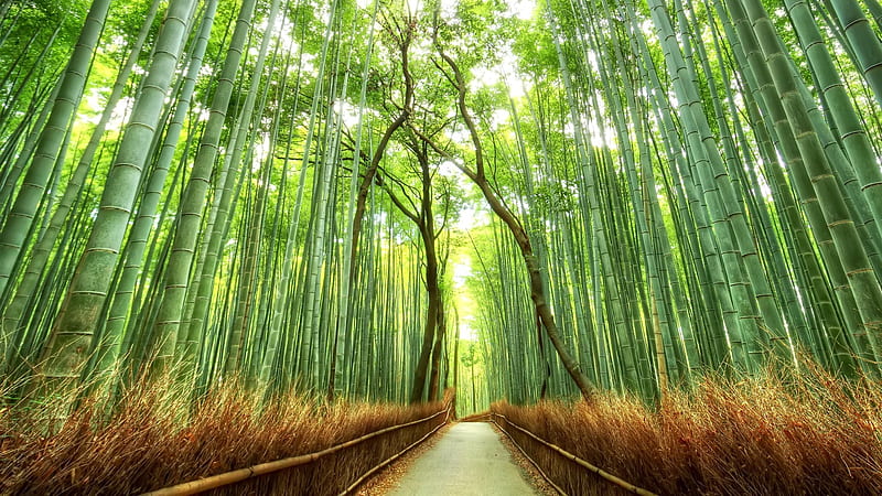 Bosque de bambú, bosque, naturaleza, japón, bambú, Fondo de pantalla HD |  Peakpx